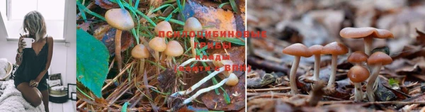 крисы Пестово